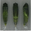 thym sylvestris pupa3 volg